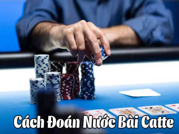 cách đoán nước bài catte hiệu quả nhất